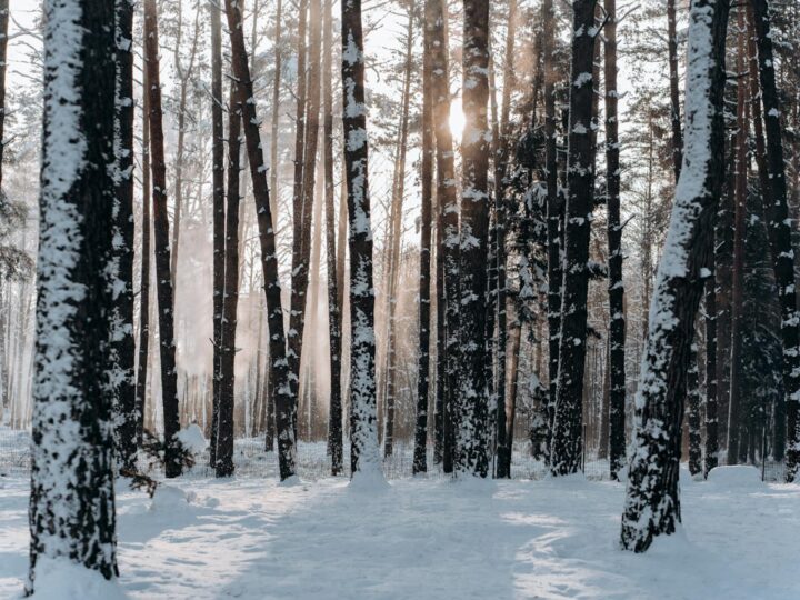 Il Parco
